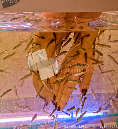 Image of Fish therapy