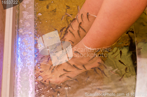 Image of Fish spa pedicure