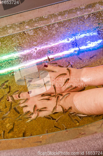 Image of Fish therapy