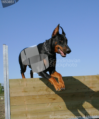 Image of jumping doberman