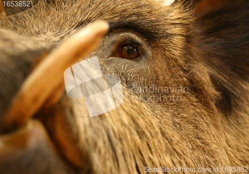 Image of boar