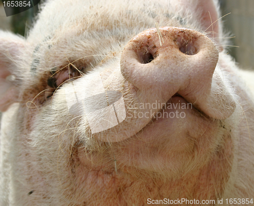 Image of pink pig