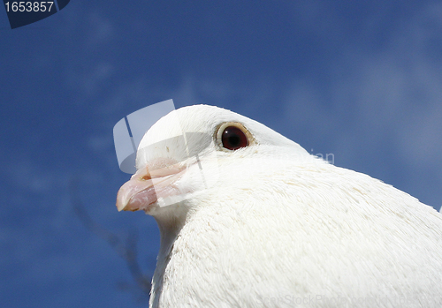 Image of white dove