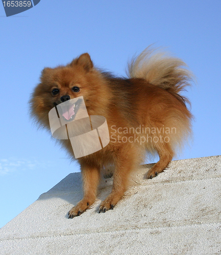 Image of pomeranian