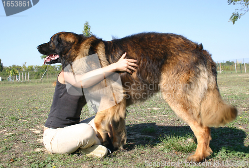 Image of woman and leonberger