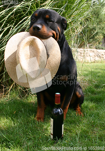 Image of rottweiler, hat and bottle