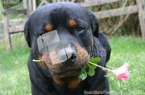 Image of rottweiler and flower