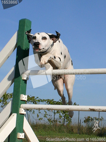 Image of jumping dalmatian