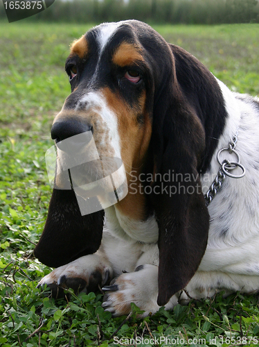 Image of basset hound