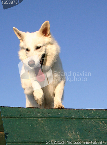 Image of Swiss shepherd 