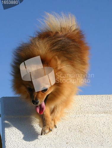 Image of pomeranian