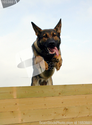 Image of jumping german shepherd