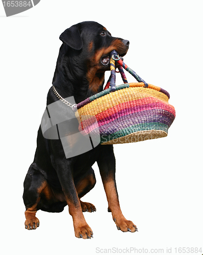 Image of rottweiler and bag