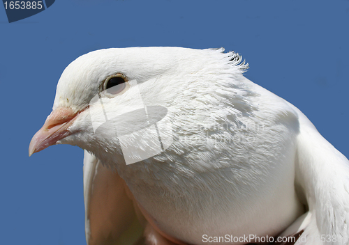 Image of white dove