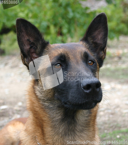 Image of malinois