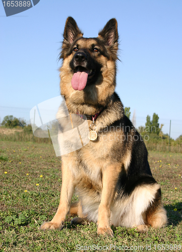 Image of german shepherd