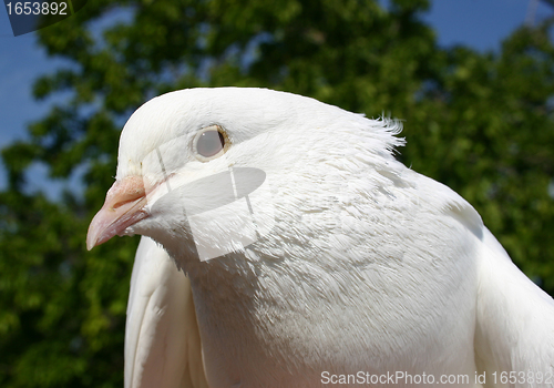 Image of white dove