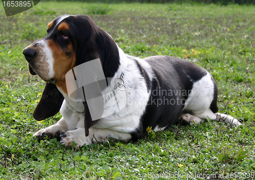 Image of basset hound