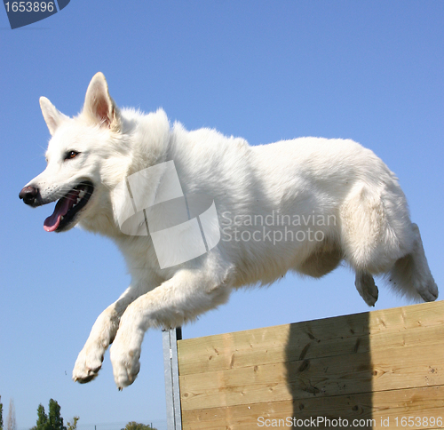 Image of jumping Swiss shepherd 