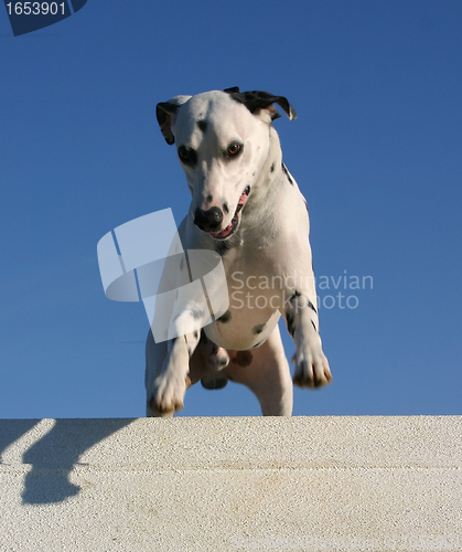 Image of jumping dalmatian