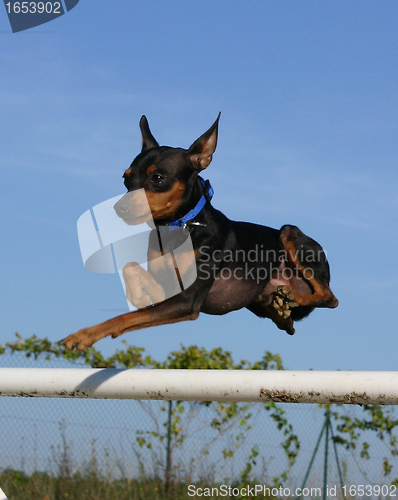 Image of jumping pinscher