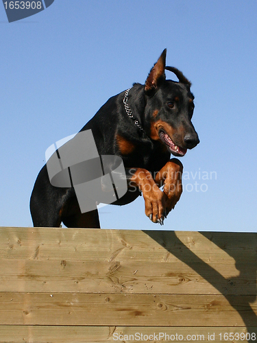 Image of jumping doberman