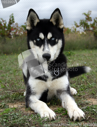 Image of puppy husky