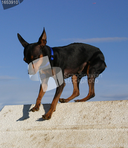 Image of miniature pinscher