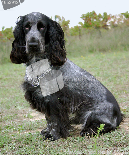 Image of cocker spaniel