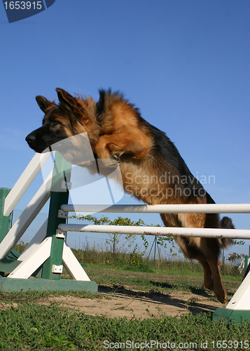 Image of jumping german shepherd