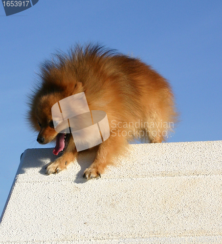 Image of pomeranian