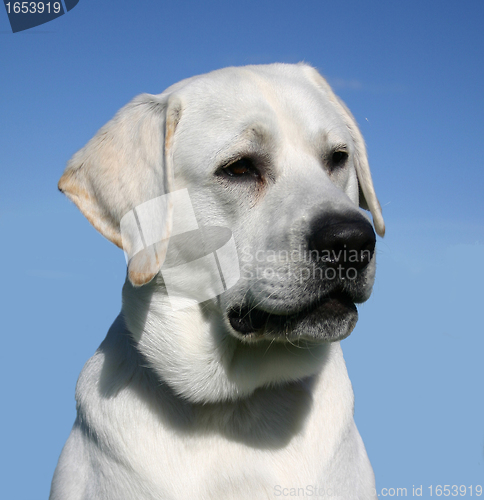 Image of labrador retriever