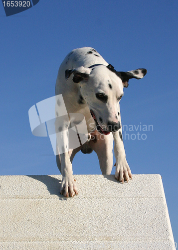 Image of jumping dalmatian