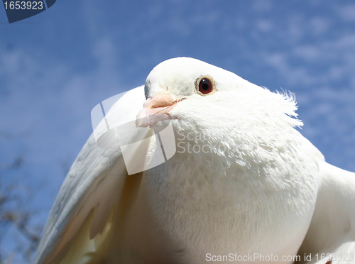 Image of white dove