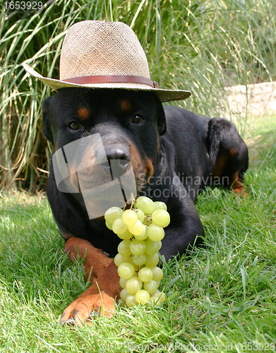 Image of rottweiler, fruit and hat