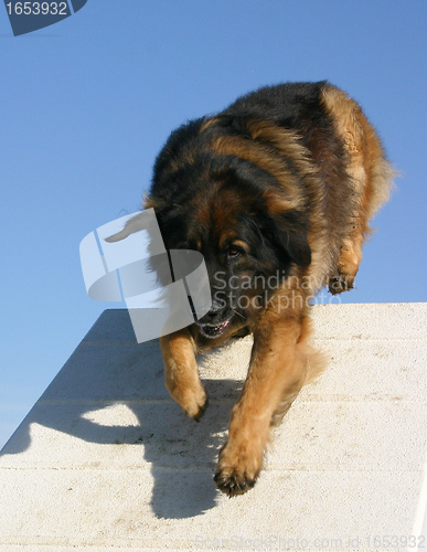 Image of leonberger