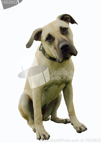 Image of puppy dogo canario