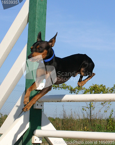 Image of jumping pinscher