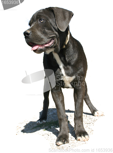 Image of cane corso