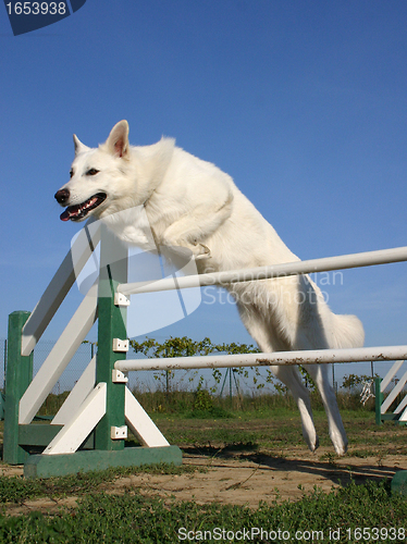 Image of Swiss shepherd in agility