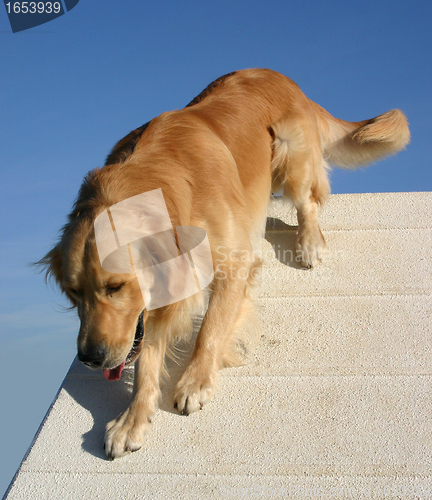 Image of golden  retriever in agility