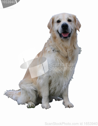 Image of golden retriever