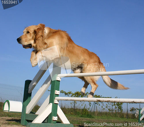 Image of golden  retriever in agility