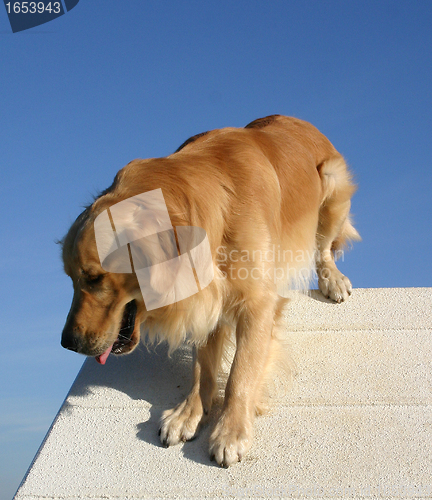 Image of golden  retriever in agility