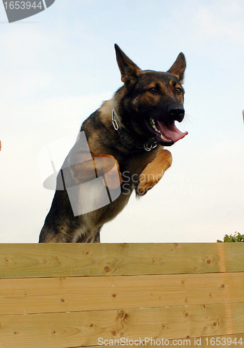 Image of jumping german shepherd