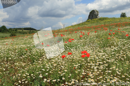 Image of Chamomile field