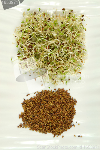 Image of Sprouts and seeds