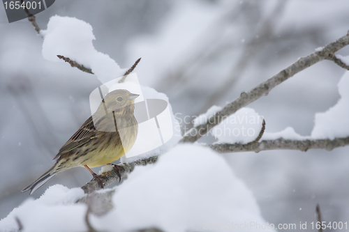 Image of Yellowhammer in snow