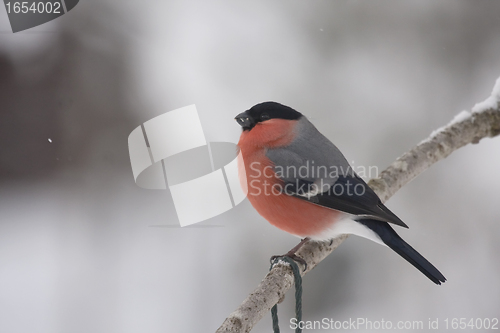 Image of bullfinch