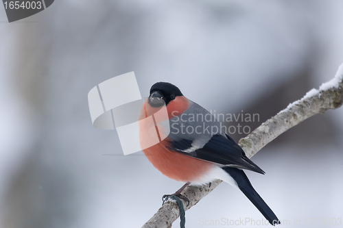 Image of male bullfinch